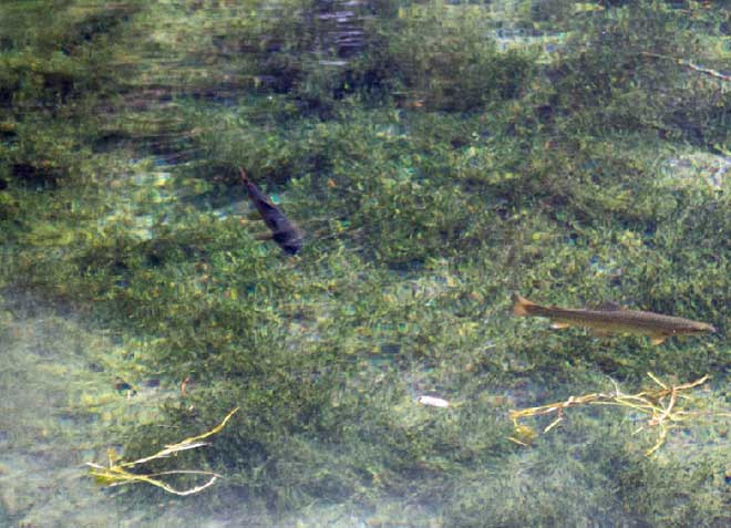 Umherziehende Forellen im klaren Flachwasser des Förchensees