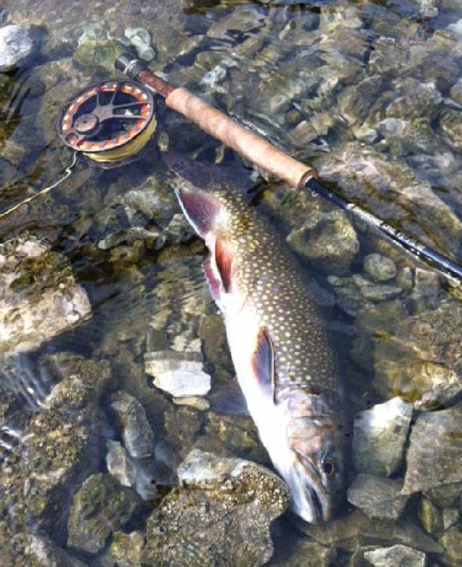 Im Flachwasser des Förchensees überlisteter Saibling in der Hand