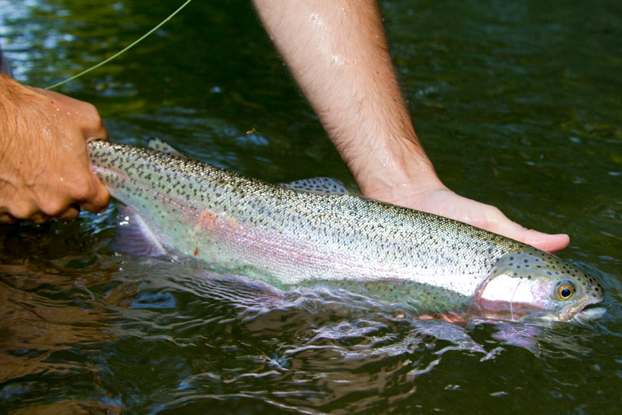 Regenbogenforelle wird an der Deutschen Traun traditionell im Wasser entlassen